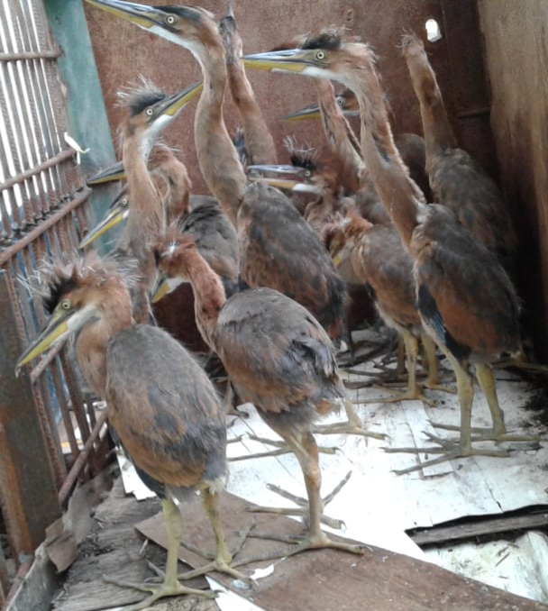 14 Burung Langka Diamankan Dari Tangan Pedagang